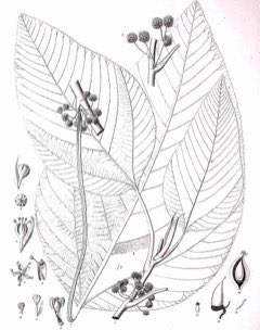 Touchardia latifolia Olona